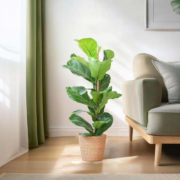 Ficus Lyrata - 80cm - Ø21