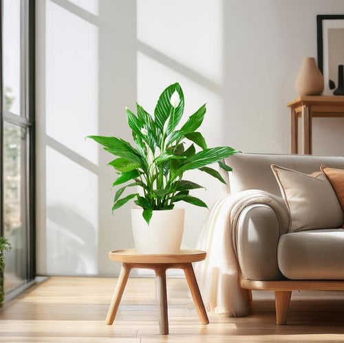 Spathiphyllum Sweet Lauretta - Lepelplant | 80 cm | Potmaat Ø21 cm | Luchtzuiverend & Makkelijk te verzorgen