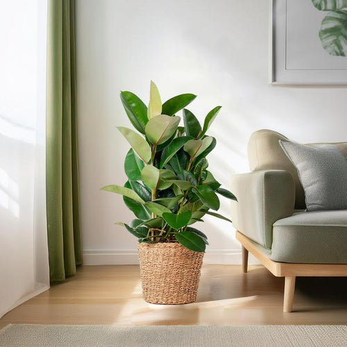 Ficus Elastica Robusta XL - Rubberplant | 90 cm | Potmaat Ø27 cm | Inclusief gratis mand