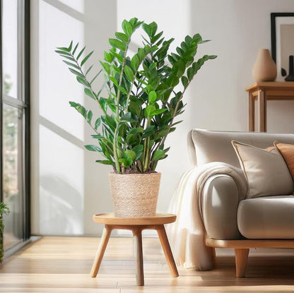 Zamioculcas Zamiifolia - ZZ Plant | 80 cm | Potmaat Ø21 cm | Weinig water & Makkelijk te verzorgen