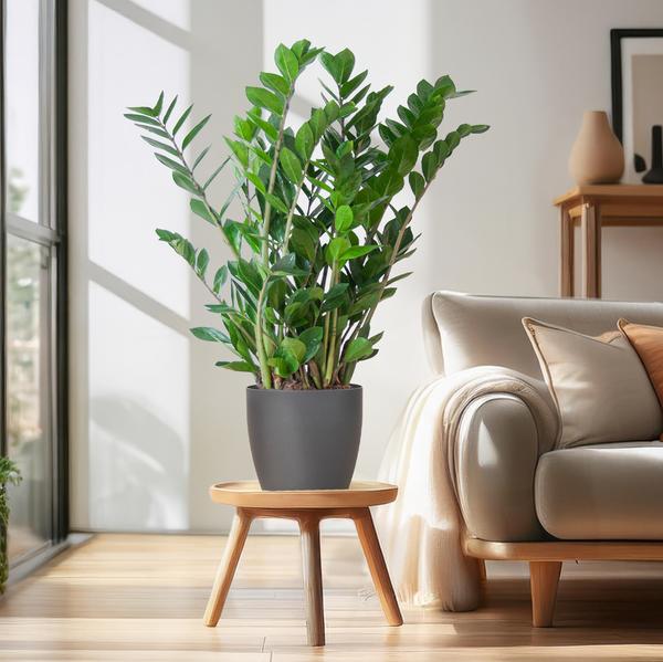 Zamioculcas Zamiifolia - ZZ Plant | 80 cm | Potmaat Ø21 cm | Weinig water & Makkelijk te verzorgen