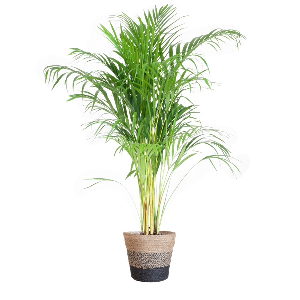 Areca Palm (Dypsis lutescens) - Goudpalm | 100 cm | Potmaat 21 cm | Inclusief gratis mand