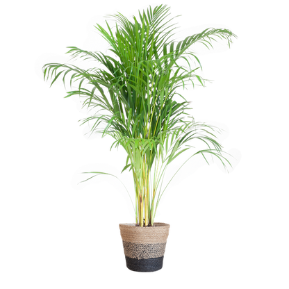 Areca Palm (Dypsis lutescens) - Goudpalm | 100 cm | Potmaat 21 cm | Inclusief gratis mand