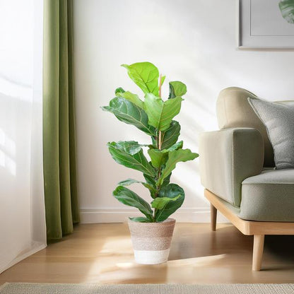 Ficus Lyrata - 80cm - Ø21