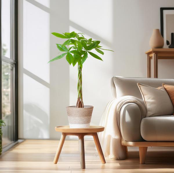 Pachira Aquatica - Geldboom | 80 cm | Potmaat Ø21 cm | Luchtzuiverend & Makkelijk te verzorgen