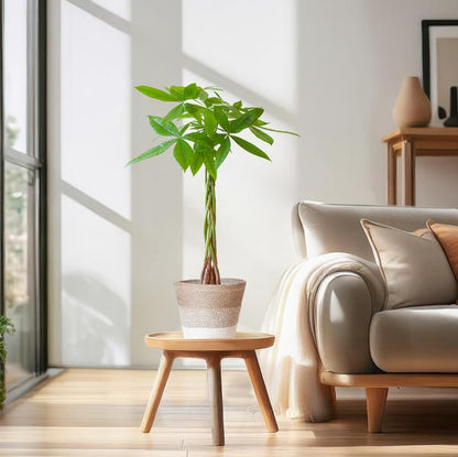 Pachira Aquatica - Geldboom | 80 cm | Potmaat Ø21 cm | Luchtzuiverend & Makkelijk te verzorgen