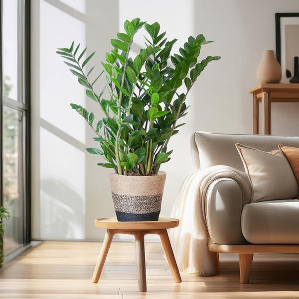 Zamioculcas Zamiifolia - ZZ Plant | 80 cm | Potmaat Ø21 cm | Weinig water & Makkelijk te verzorgen