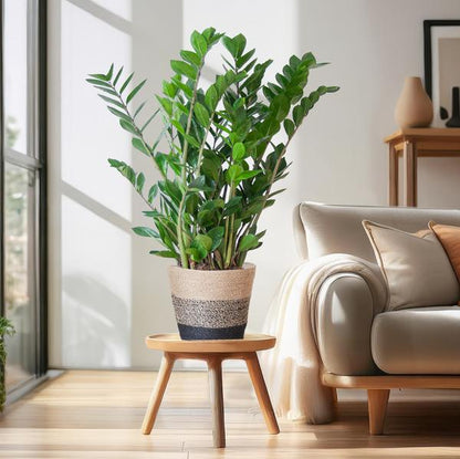 Zamioculcas Zamiifolia - ZZ Plant | 80 cm | Potmaat Ø21 cm | Weinig water & Makkelijk te verzorgen