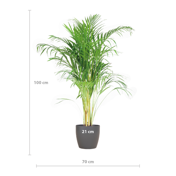 Areca Palm (Dypsis lutescens) - Goudpalm | 100 cm | Potmaat 21 cm | Inclusief gratis mand