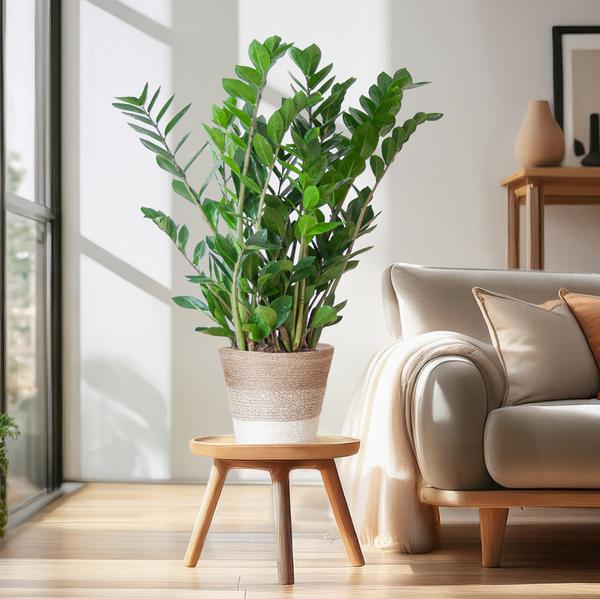 Zamioculcas Zamiifolia - ZZ Plant | 80 cm | Potmaat Ø21 cm | Weinig water & Makkelijk te verzorgen