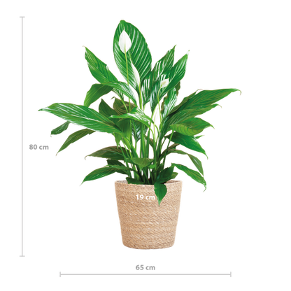 Spathiphyllum Sweet Lauretta - 80cm - Ø21