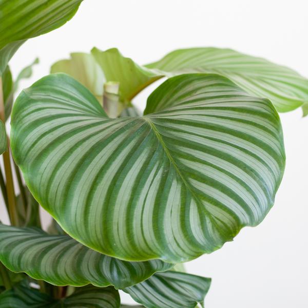 Calathea orbifolia - 65cm - Ø19