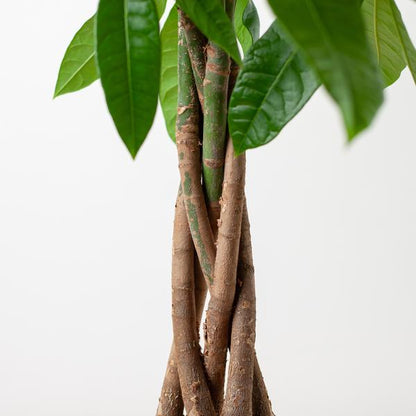 Pachira Aquatica - Geldboom | 80 cm | Potmaat Ø21 cm | Luchtzuiverend & Makkelijk te verzorgen
