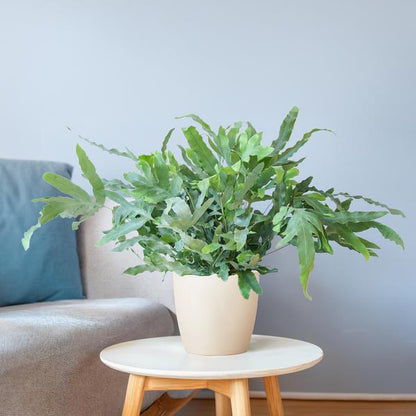 Phlebodium Aureum - Blauwvaren | 40 cm | Potmaat Ø17 cm | Luchtzuiverend, Makkelijk & Diervriendelijk