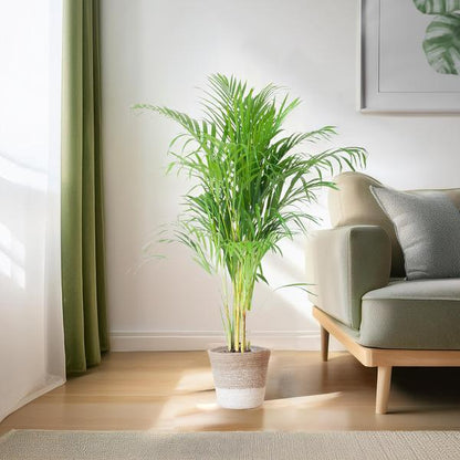 Areca Palm (Dypsis lutescens) - Goudpalm | 100 cm | Potmaat 21 cm | Inclusief gratis mand