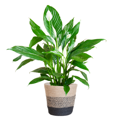 Spathiphyllum Sweet Lauretta - 80cm - Ø21