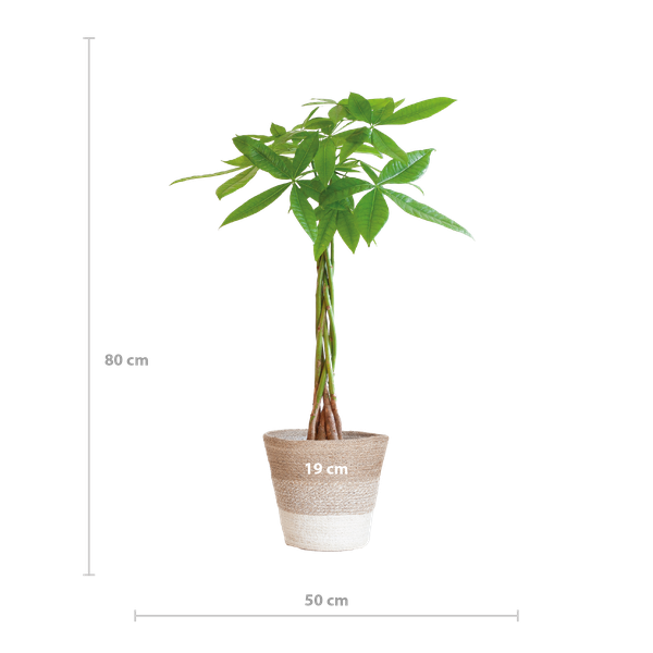 Pachira Aquatica - Geldboom | 80 cm | Potmaat Ø21 cm | Luchtzuiverend & Makkelijk te verzorgen