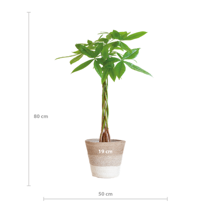 Pachira Aquatica - Geldboom | 80 cm | Potmaat Ø21 cm | Luchtzuiverend & Makkelijk te verzorgen