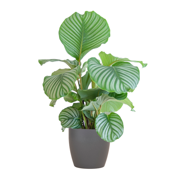 Calathea orbifolia - 65cm - Ø19