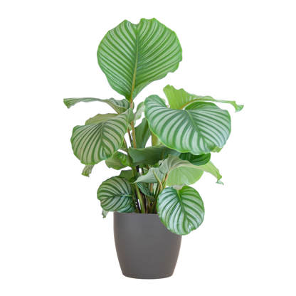 Calathea orbifolia - 65cm - Ø19