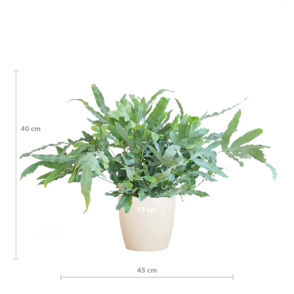 Phlebodium Aureum - Blauwvaren | 40 cm | Potmaat Ø17 cm | Luchtzuiverend, Makkelijk & Diervriendelijk