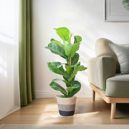 Ficus Lyrata - 80cm - Ø21