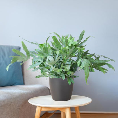 Phlebodium Aureum - Blauwvaren | 40 cm | Potmaat Ø17 cm | Luchtzuiverend, Makkelijk & Diervriendelijk