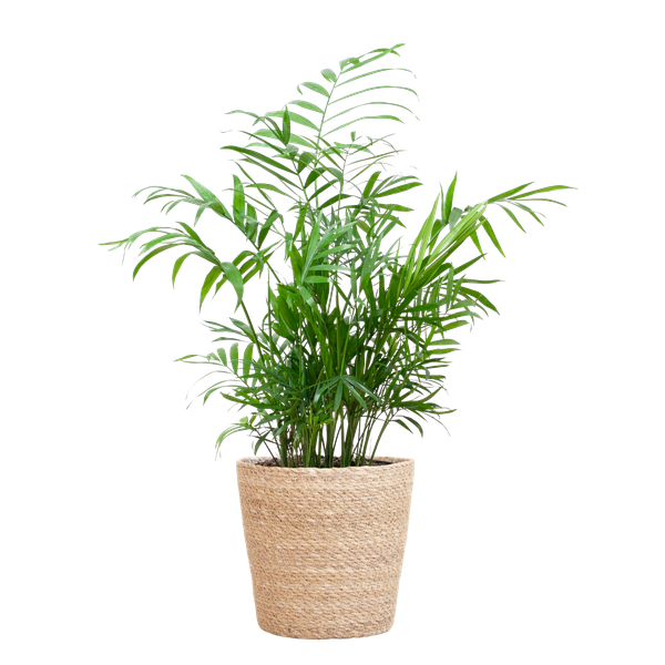 Chamaedorea Elegans - Mexicaanse Bergpalm | 55 cm | Potmaat 17 cm | Luchtzuiverend, Makkelijk & Diervriendelijk