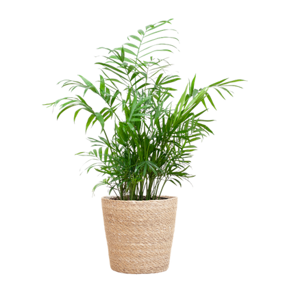 Chamaedorea Elegans - Mexicaanse Bergpalm | 55 cm | Potmaat 17 cm | Luchtzuiverend, Makkelijk & Diervriendelijk