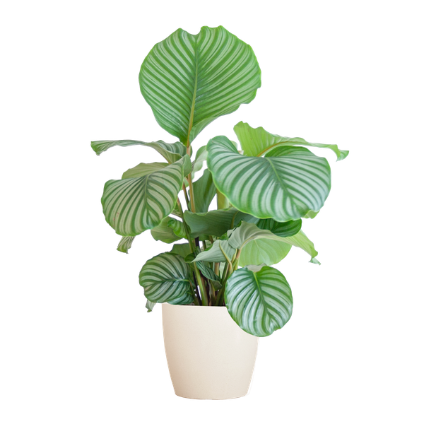 Calathea orbifolia - 65cm - Ø19