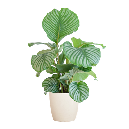 Calathea orbifolia - 65cm - Ø19