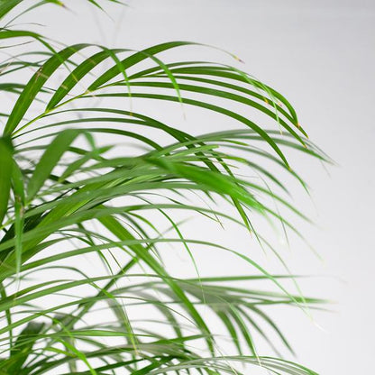 Areca Palm XL- 120cm - Ø24