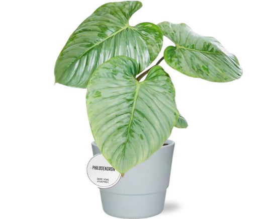 Philodendron Sodiroi - 45cm - Ø15cm