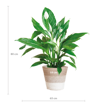 Spathiphyllum Sweet Lauretta - 80cm - Ø21