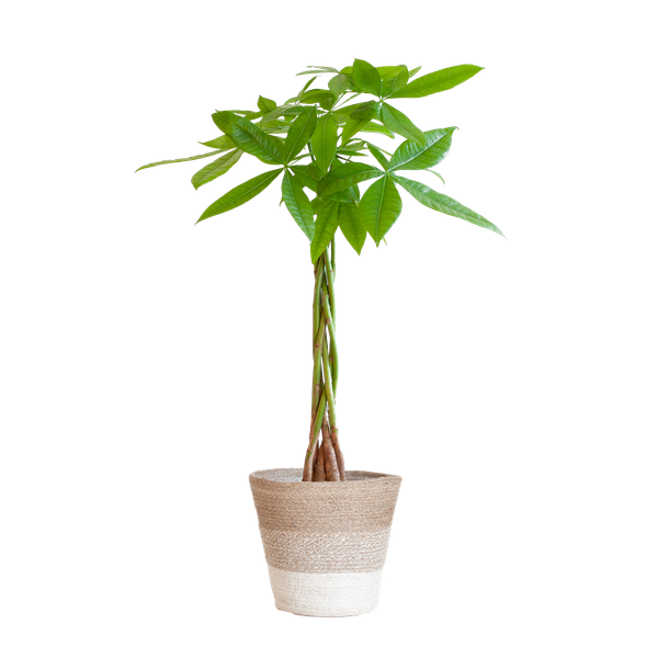 Pachira Aquatica - Geldboom | 80 cm | Potmaat Ø21 cm | Luchtzuiverend & Makkelijk te verzorgen