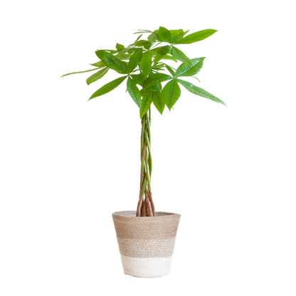 Pachira Aquatica - Geldboom | 80 cm | Potmaat Ø21 cm | Luchtzuiverend & Makkelijk te verzorgen