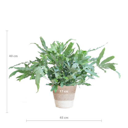 Phlebodium Aureum - Blauwvaren | 40 cm | Potmaat Ø17 cm | Luchtzuiverend, Makkelijk & Diervriendelijk