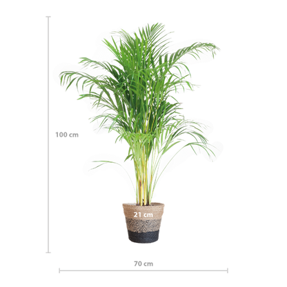 Areca Palm (Dypsis lutescens) - Goudpalm | 100 cm | Potmaat 21 cm | Inclusief gratis mand