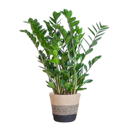 Zamioculcas Zamiifolia - ZZ Plant | 80 cm | Potmaat Ø21 cm | Weinig water & Makkelijk te verzorgen