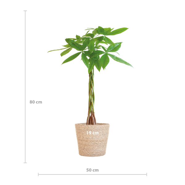 Pachira Aquatica - Geldboom | 80 cm | Potmaat Ø21 cm | Luchtzuiverend & Makkelijk te verzorgen