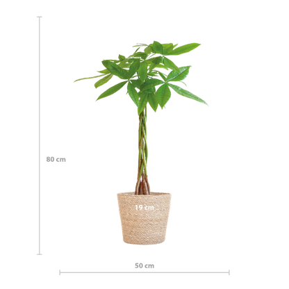 Pachira Aquatica - Geldboom | 80 cm | Potmaat Ø21 cm | Luchtzuiverend & Makkelijk te verzorgen