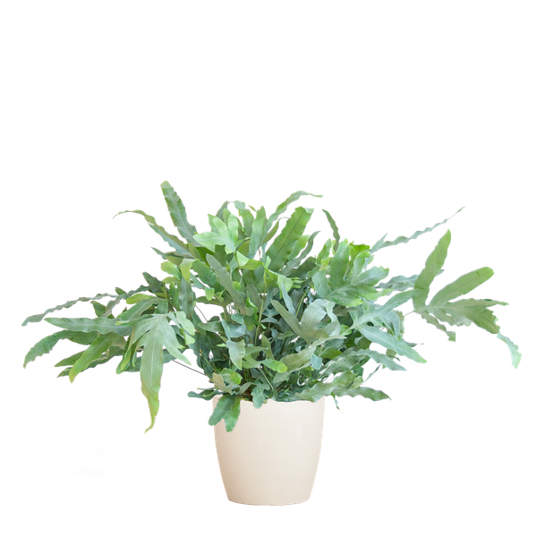Phlebodium Aureum - Blauwvaren | 40 cm | Potmaat Ø17 cm | Luchtzuiverend, Makkelijk & Diervriendelijk