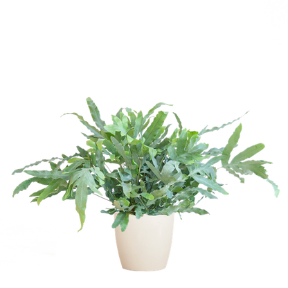 Phlebodium Aureum - Blauwvaren | 40 cm | Potmaat Ø17 cm | Luchtzuiverend, Makkelijk & Diervriendelijk