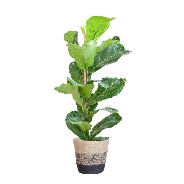 Ficus Lyrata - 80cm - Ø21