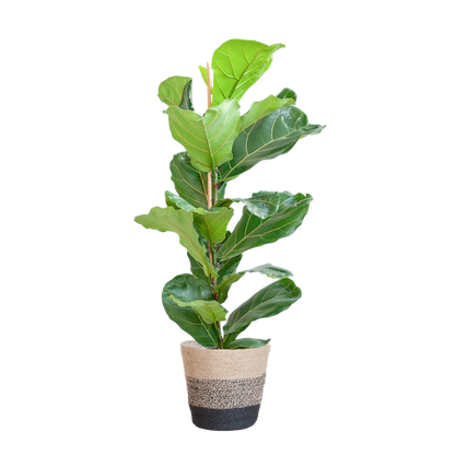 Ficus Lyrata - 80cm - Ø21