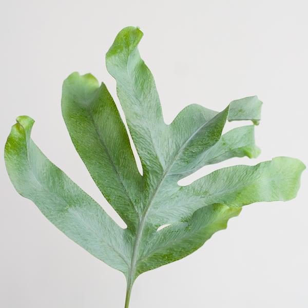 Phlebodium Aureum - Blauwvaren | 40 cm | Potmaat Ø17 cm | Luchtzuiverend, Makkelijk & Diervriendelijk