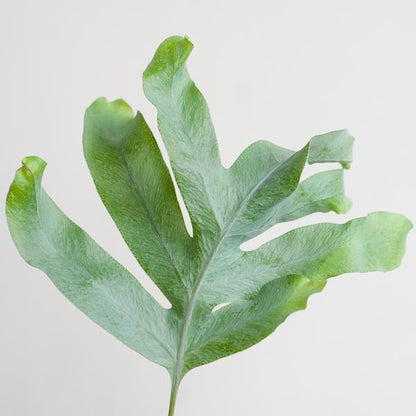 Phlebodium Aureum - Blauwvaren | 40 cm | Potmaat Ø17 cm | Luchtzuiverend, Makkelijk & Diervriendelijk