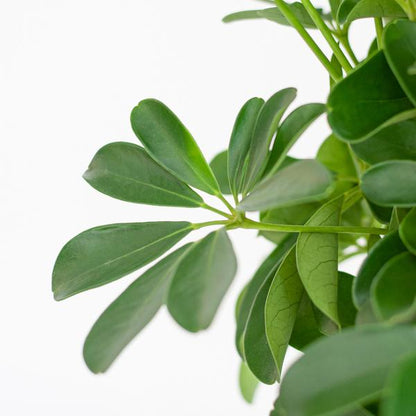 Schefflera Arboricola ‘Nora’ - Vingerboom | 70 cm | Potmaat Ø21 cm | Inclusief gratis pot