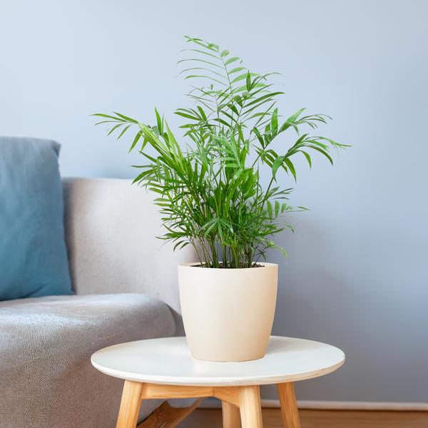 Chamaedorea Elegans - Mexicaanse Bergpalm | 55 cm | Potmaat 17 cm | Luchtzuiverend, Makkelijk & Diervriendelijk