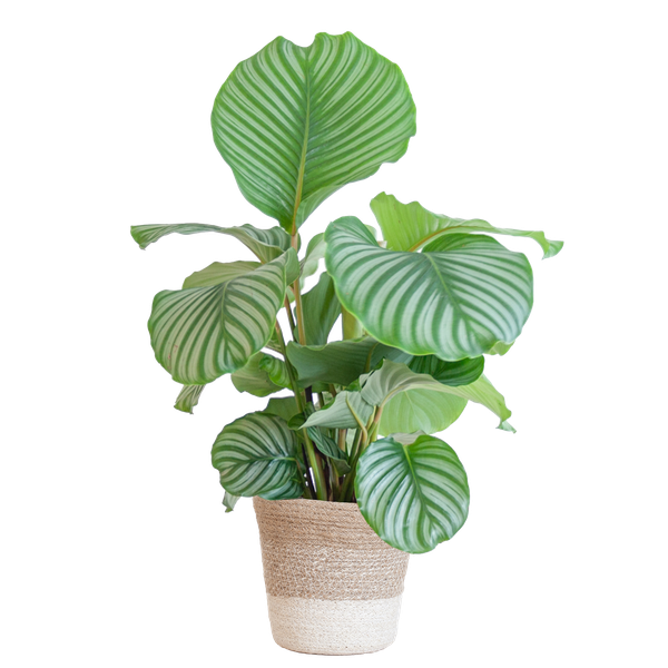 Calathea orbifolia - 65cm - Ø19